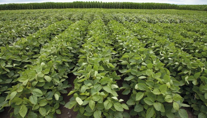 Champ de soya en croissance 