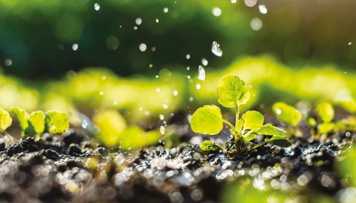 Eau qui tombe sur des pousses