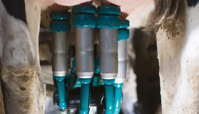 Pie de vache Holstein