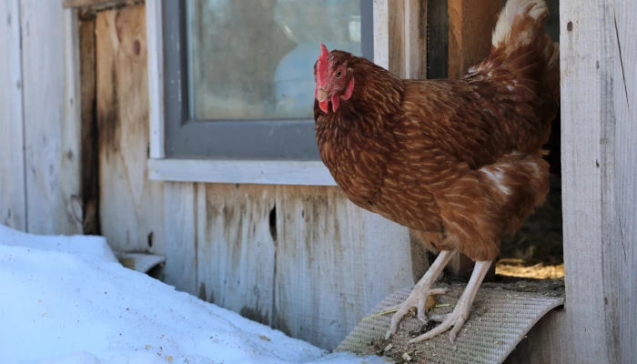 Une poule dans son poulailler urbain en hiver
