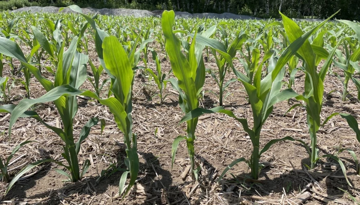 Pousses de maïs dans un champ ayant des résidus de cultures