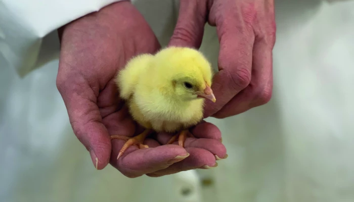Un poussin dans les mains d'une personne portant un sarrau.