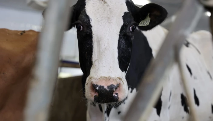 Vache Holstein