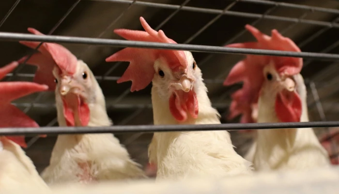 Poules blanches