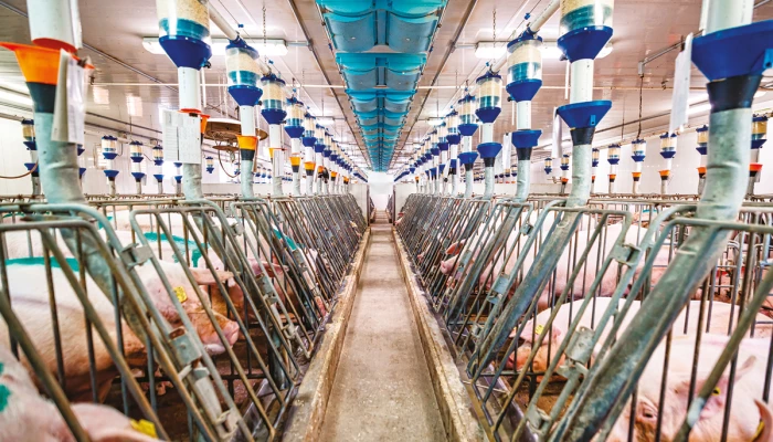 Couloir de porcherie