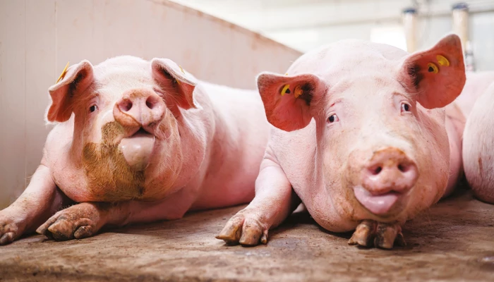 Deux porcs couchés