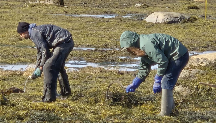 Personnes récoltant à la faucille des algues