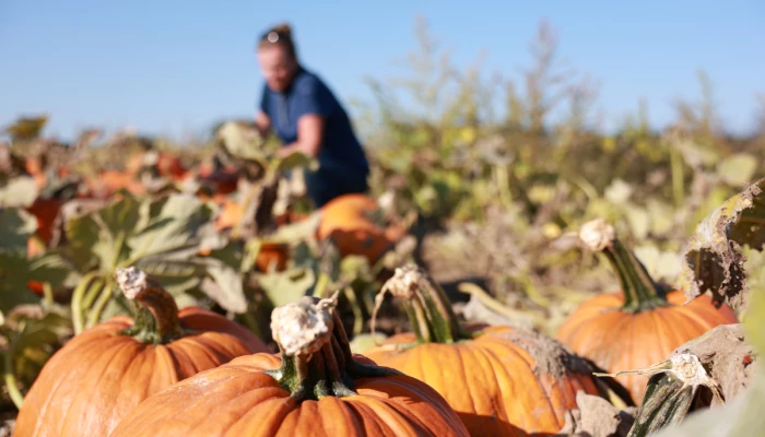 Des citrouilles en premier plan avec Christine Ruckstuhl en fond