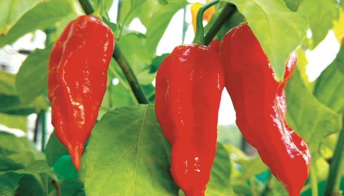 Piments forts