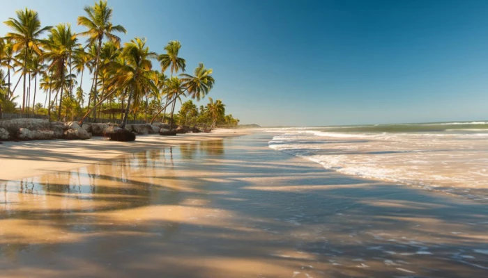 Plage tropicale avec des cocotiers