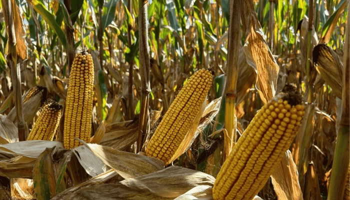 Des épis de maïs pour nourrir les animaux