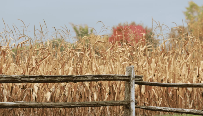 Champ de maïs jaunis derrière une clôture