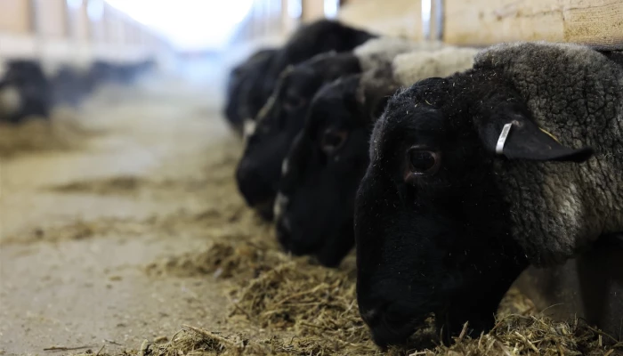 Des moutons s'alimentent de fourrages