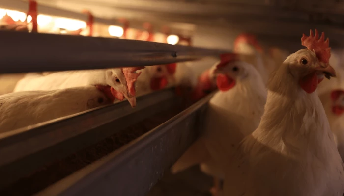 Des poules pondeuses blanches