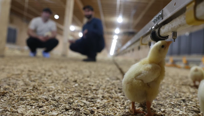 Poussin buvant au premier plan, avec les frères Maltais en fond