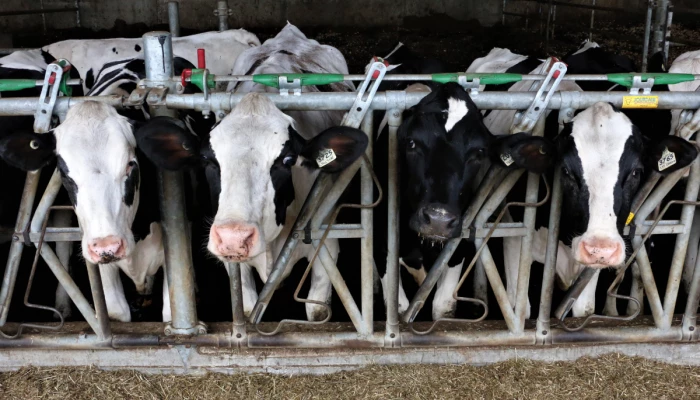 Ligne de vaches holstein à la clôture de leur enclôt