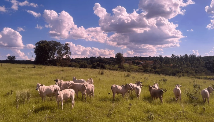 Vaches en prairie au Brésil