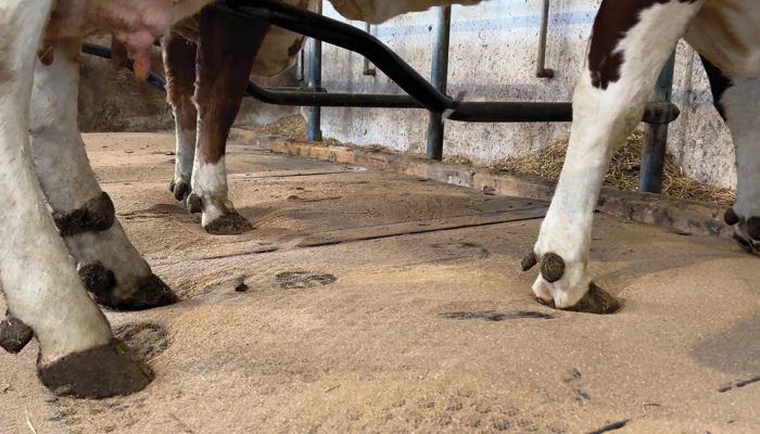 KEW Plus Visco avec des pattes de vaches