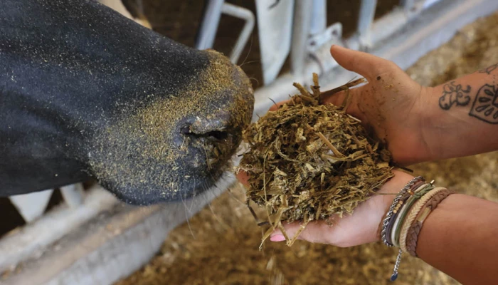 vache sentant son ensilage