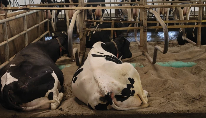 Vaches couchées