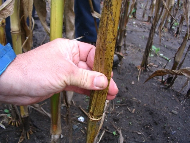 mais-squeeze test