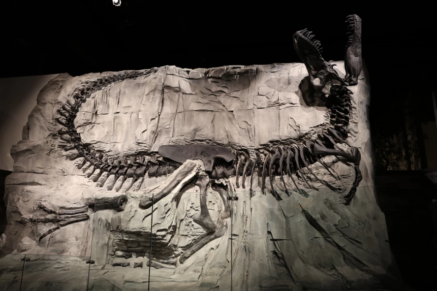 Fossile d'un dinosaure découvert dans les Badlands de l'Alberta.