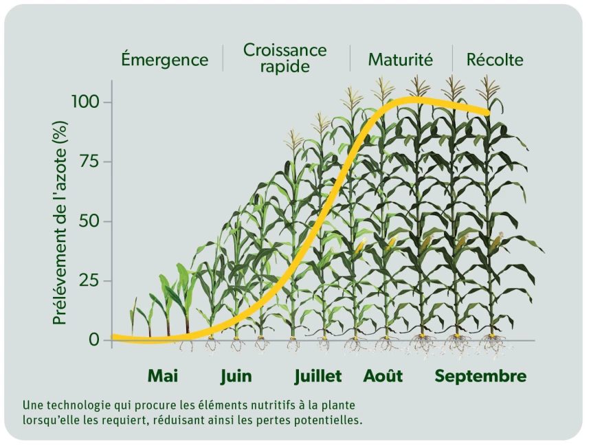 Tableau sur l'utilisation d'azote pour le maïs
