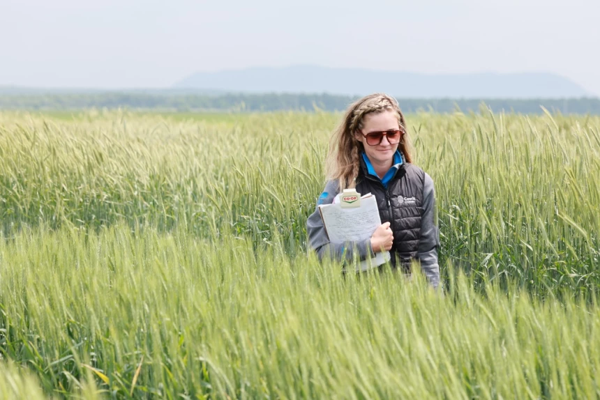 Amélie Lemire, experte-conseil de Covris Coopérative, traverse une parcelle de céréales d'automne.