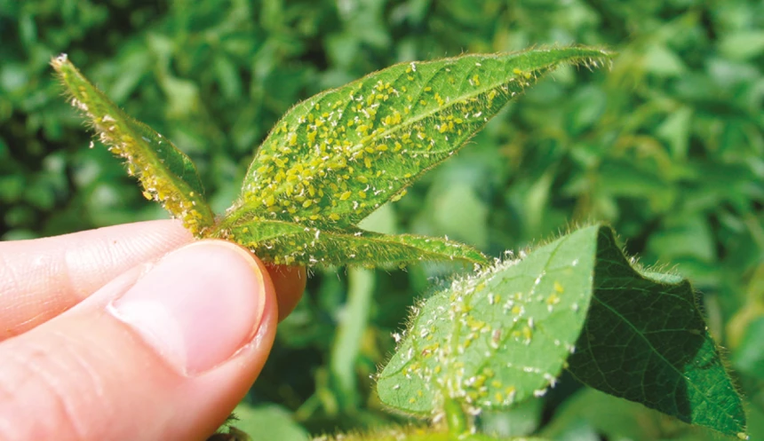 Feuille infestée par des pucerons de soya
