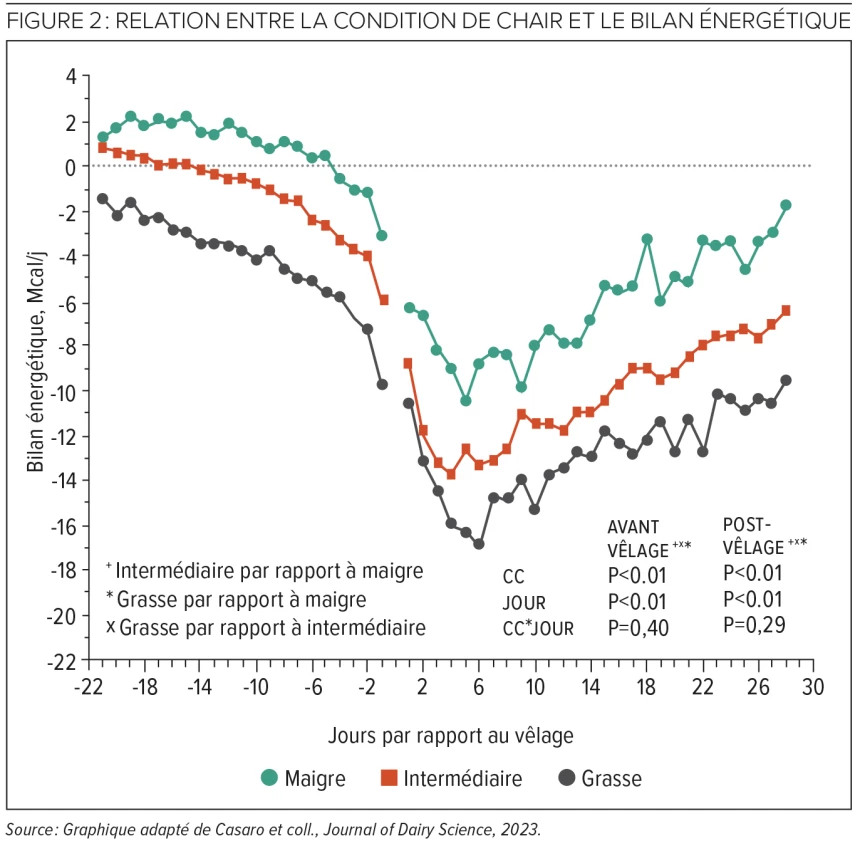 Figure 2 : Relation entre la condition de chair et le bilan énergétique