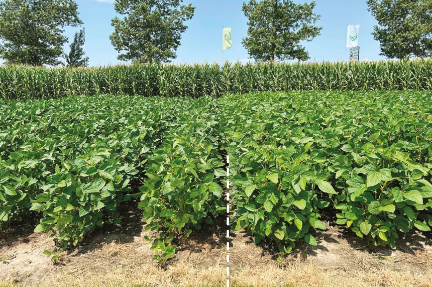 Champs de soya avec et sans produit