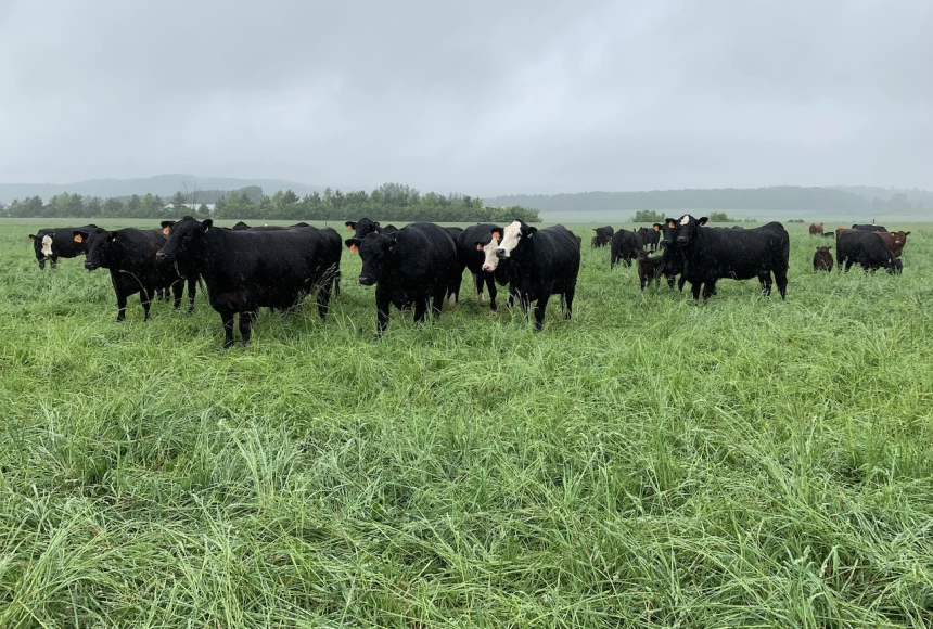 Des bovins se promenant lors de la journée atelier pâturage 
