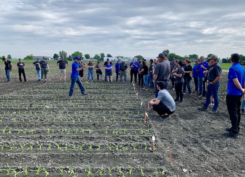 Plan de maïs expérimental
