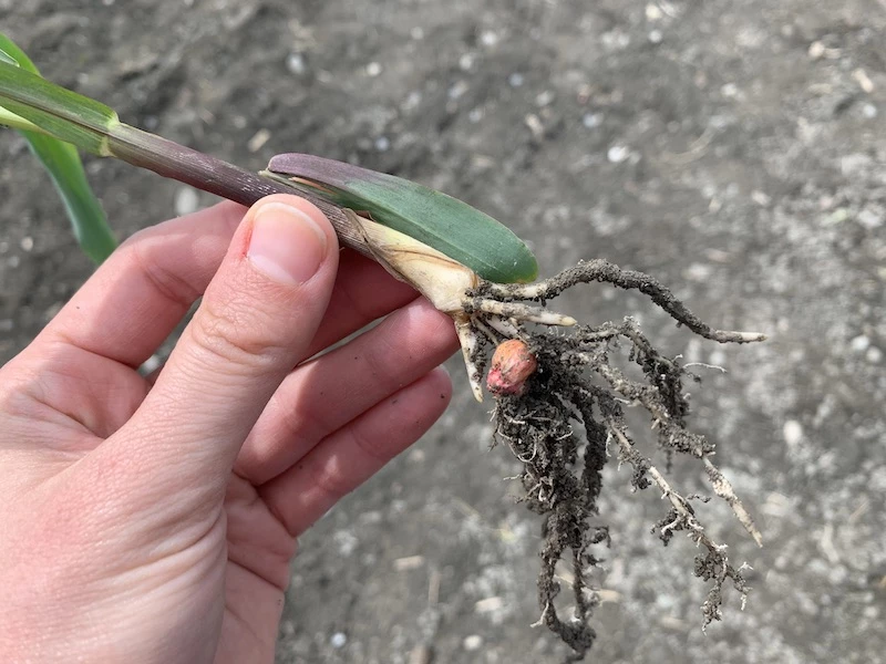Racine de maïs ne réussissant à se developper.
