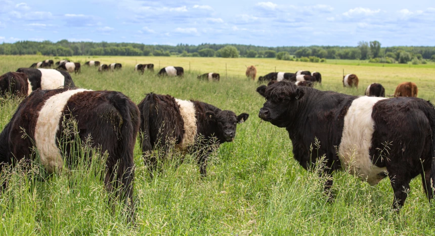 Boeufs Galloway dans un champ