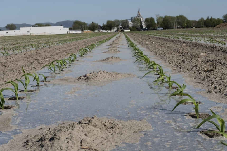 Champ de maïs sucré