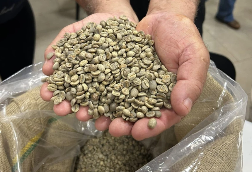 Grains de café brésilien