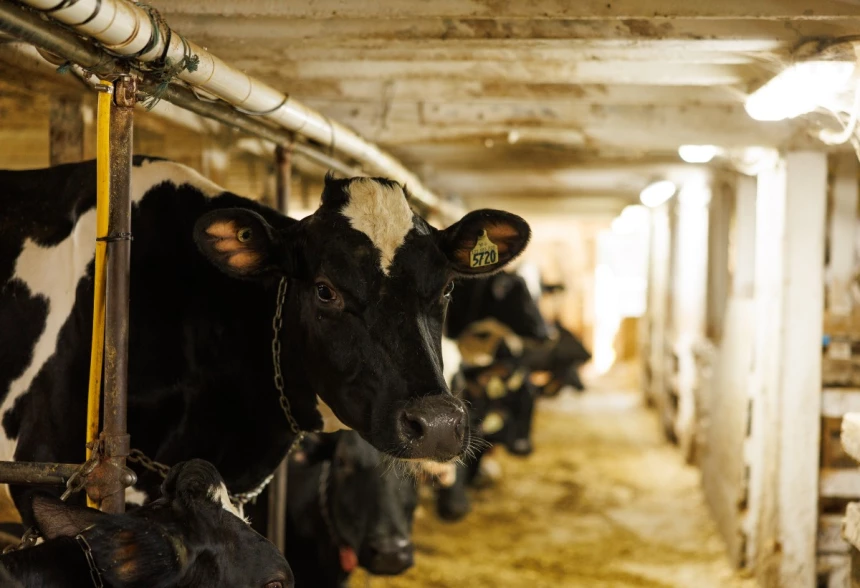 Vache Holstein attachée