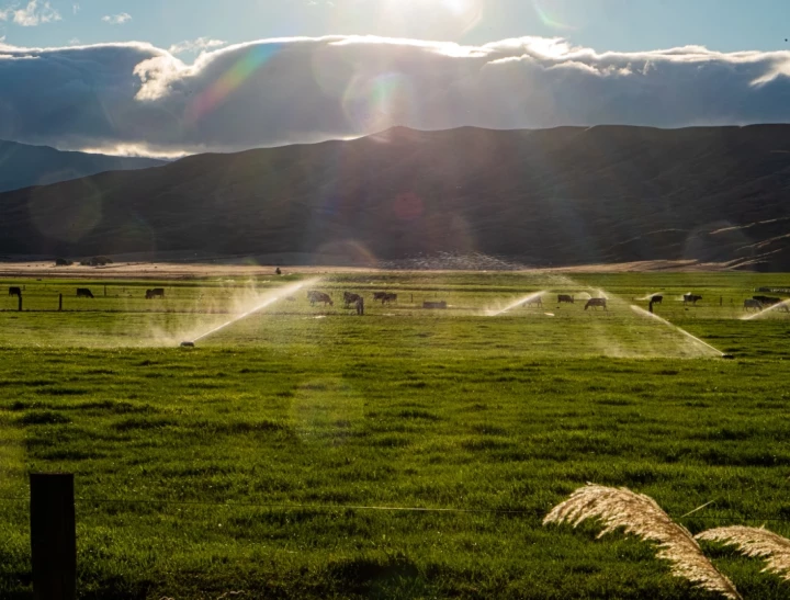 Vaches au pâturage en Nouvelle-Zélande