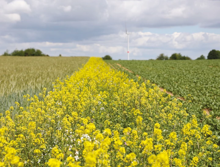 Bandes fleuries en Europe