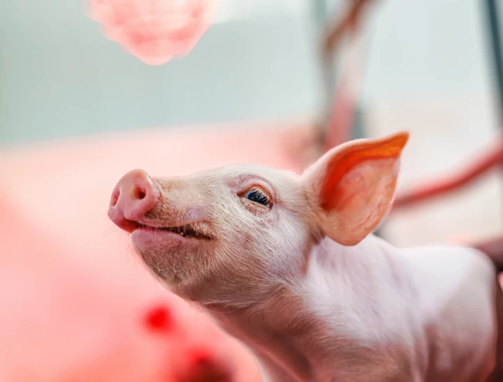 Porcelet regardant la lumière