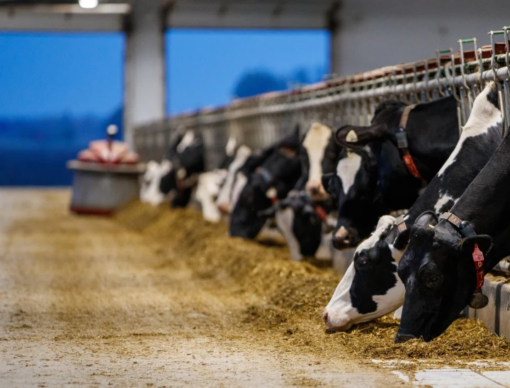 Vaches