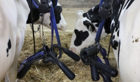 Vaches avec des tuyaux de traite