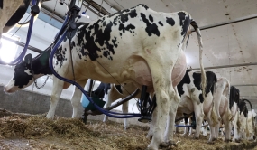 Vaches Holstein en pleine traite