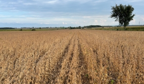 Champ de soya