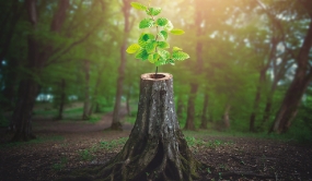 Arbre poussant dans un tronc