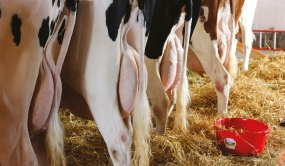 Vaches Holstein vue de derrière