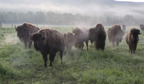 Bisons dans le brouillard