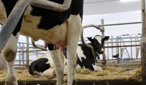 Pie de vache Holstein
