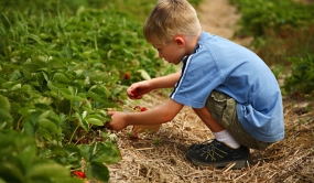 Enfant ramassant des fraises